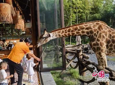 高舜禮 農文旅商融合能否“擰成一股繩”？中西餐飲融合的啟示